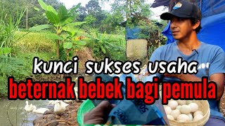 Kunci sukses usaha beternak bebek bagi pemula