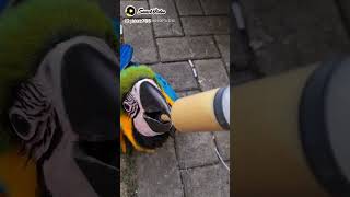 Melatih Anak Burung Macaw