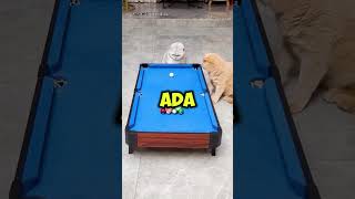 Kucing pintar jago main billiard😲 #shorts #videolucu #informasi #wawasan #diy