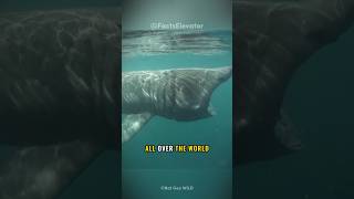 Basking shark: A Gentle Giant | #shorts