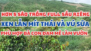 [0979691890]LÔ ĐẤT 5 SÀO SẦU RIÊNG CẦN TÌM CHỦ MỚI, VÀO CHỈ VIỆC CUỐC CỎ BỎ PHÂN LÀ ĂN TRÁI