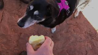 Sharing an apple with Jigs