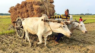 Bullock Cart ride || bullock cart heavy paddy loaded mud || Village Agriculture || Bullock videos