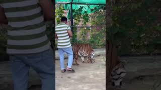 DANGEROUS ⚡ TIGER WITH CUBS 😍🐅🐯 #tiger #lion #nature #jungle #tigerbaby