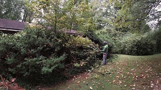 Overgrown Hedges Nightmare? Watch This Satisfying Makeover!