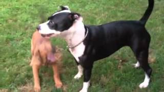 Pitbull plays with puppy