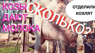 ❤️ Сколько козы дают молока сегодня. Отсадили козлят на ночь. Кормление козлят по новому.