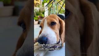 Beagle puppy playing with chewable bone |#Shorts