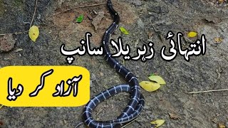 Common krait rescue in Lahore| Fearless Encounter: Saving a Venomous Common Krait #commonkrait