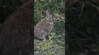 Rabbit eating grass #nature #wildlife #bunny