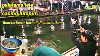 cacing lumpur sodokan essen media alam