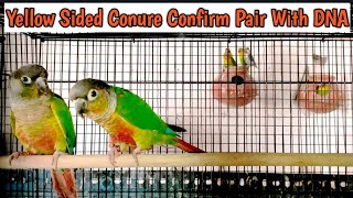 Yellow Sided Conure Confirm Pair With DNA || ABP Aviary || Mujeeb Ul Rahmaan || Ahmedabad