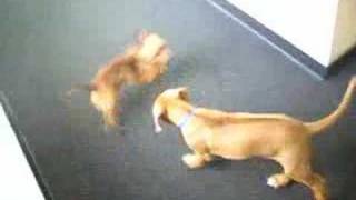 Rufus and Homer play at work 2