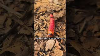 Caterpillar that stinks like goat! #wildanimals #funnyshorts #goatmoth