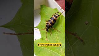 ♀️Leptura aurulenta (Fabricius, 1792) (Cerambycidae) Lepture couleur d'or, longicorne, lepture dorée