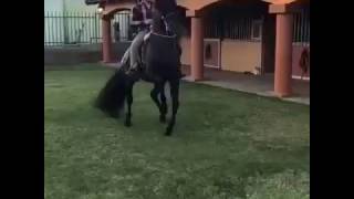 Cavalo Frision Bailador