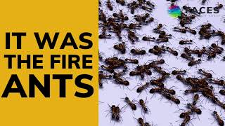 This Case Bites: Man files lawsuit after fire ants bite him