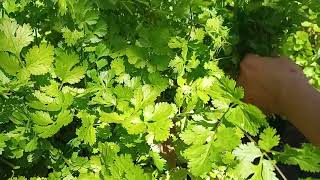 Coriander leaves  harvesting