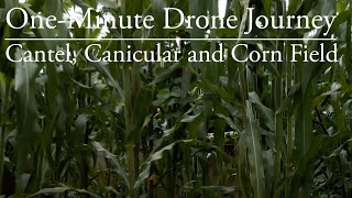 One-Minute Drone Journey#67: Cantel, Canicular and Corn Field