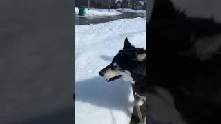 What you need to know if you want husky