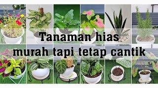 Tanaman Hias Gratis! Repotting Puluhan Tanaman Hias Cantik