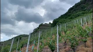 Visitando Mosel de la mano de Hernan parte 2