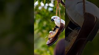 A Cozy Perch: The Shoe Nest #easter #nature #birds #wildlife #birdsday #mzai #ai#zeshanai #aizeshan