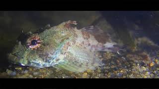 Long-spined Sea Scorpion (Taurulus bubalis) / Monk's Bay / Isle of Wight