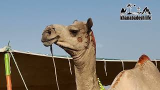 world best camel market in pakistan