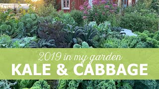 Kale and cabbage in my garden August 2019