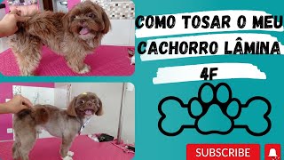 TOSA LAMINA 4 F #dog #pets #banhoetosa #shihtzu