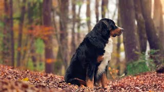 Temperament and Personality Traits of Bernese Mountain Dogs