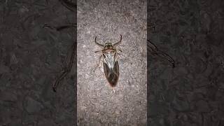 Giant Water Bug 😳 || Vedabh Vlogs #ytshorts #shorts