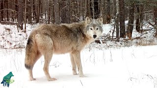 The Birch Bark Pack: some old, grizzled wolves