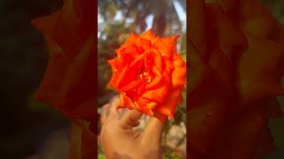 Beautiful Rose| Roseplant| Flower| gardening