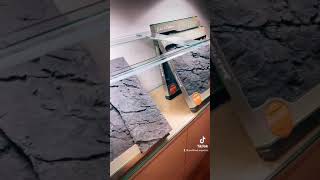 Biotopaquarium #09 Leben wie im Rio Negro #Daily #Aquarium