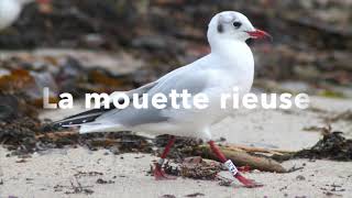 La mouette rieuse