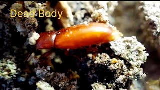 Macroscopic view of Powder Post Beetle | فرنیچر کو تباہ و برباد کرنے والے گھن کی دنیا 🧐🧐 |Majid Joza