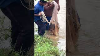 Fisherman Cast Net Fishing Real Life Amazing Fishing At Countryside.(Episode 219)