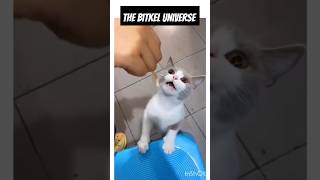 Angry cat reaction for not giving food #funny #meme #shorts