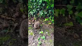 TAP This Little Lost Hedgehog TWICE & he will Find His Way Home into the Hedgerow and be HAPPY again