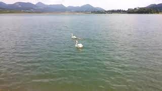 swan with young swans, ladodji spev na šoštanjskem jezeru