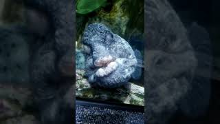 Wolf Eel blowing kisses for Valentines / Avie Life in USA / #shorts