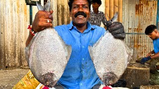 KASIMEDU SEKAR POMFRET FISH CUTTING VIDEO / cutting focus