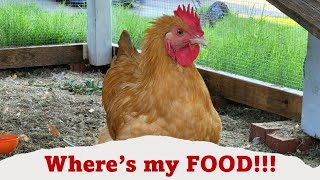 Chicken Feeding Tips - My Morning Routine! #homestead #chicken #feeding #morning