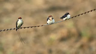 Charming Moments with Wire-tailed Swallows &  Cute Little young Swallows #shortvideo #relaxing