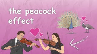 "The Peacock Effect" of Love And Attractiveness | Psychology