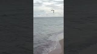 Out for a short flight at My An Beach #shortsvideo #danang #danangvietnam #beachholiday #travel