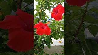 Red Hibiscus.. #shorts #flowers #beauty #trending