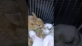 oregano time #cute_bunnies #rabbit_raising #shorts